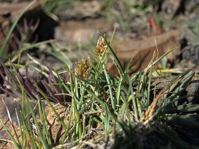 Carex incurviformis