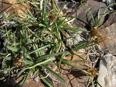 Carex incurviformis, photographed by Jim Morefield