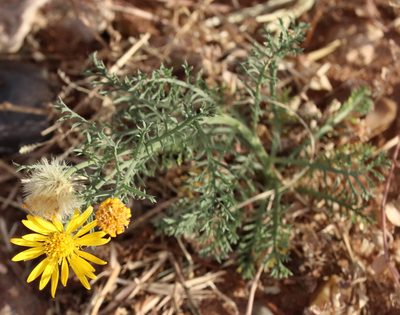 Xanthisma spinulosum, photographed by Catherine C. Galley