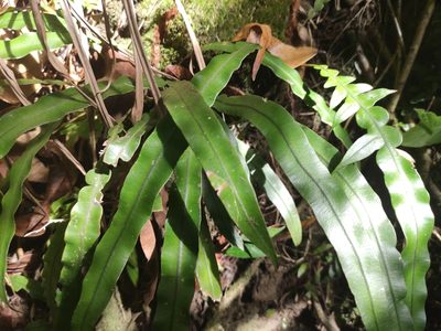 Lomaridium attenuatum, photographed by Augustin Soulard