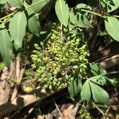 Polyscias sambucifolia, photographed by James K. Douch
