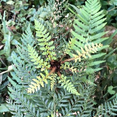 Polystichum proliferum, photographed by James K. Douch