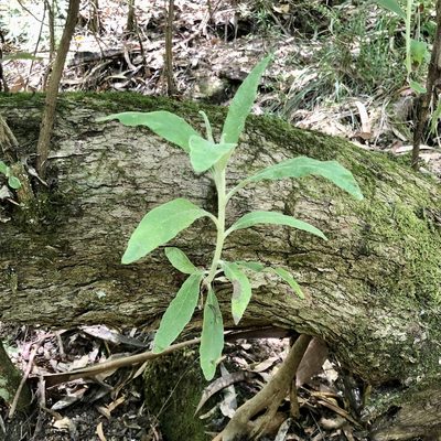 Bedfordia arborescens, photographed by James K. Douch