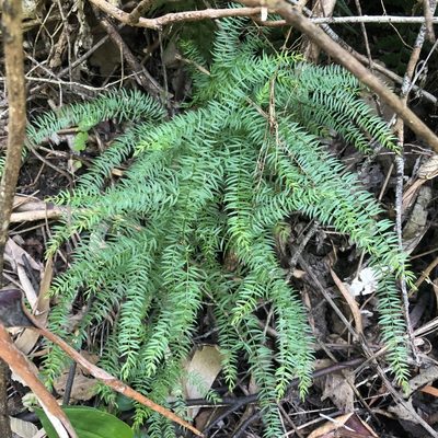 Asparagus scandens, photographed by James K. Douch