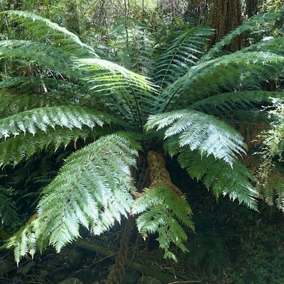 Dicksonia antarctica, photographed by James K. Douch