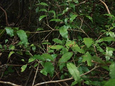 Syzygium maire, photographed by Peter de Lange