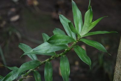 Freycinetia scandens, photographed by Greg Tasney
