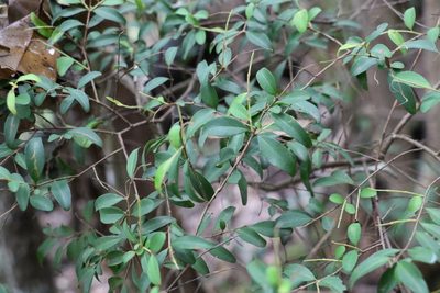 Pilidiostigma rhytispermum, photographed by Greg Tasney