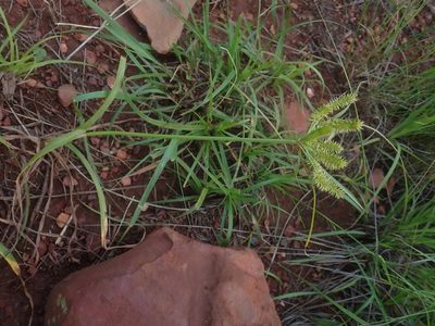 Cyperus cyperoides, photographed by Jimmy Whatmore