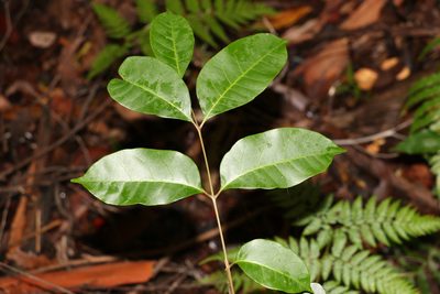 Euroschinus falcatus, photographed by Greg Tasney