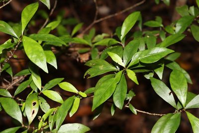 Psychotria simmondsiana, photographed by Greg Tasney