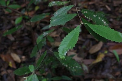 Callicoma serratifolia, photographed by Greg Tasney
