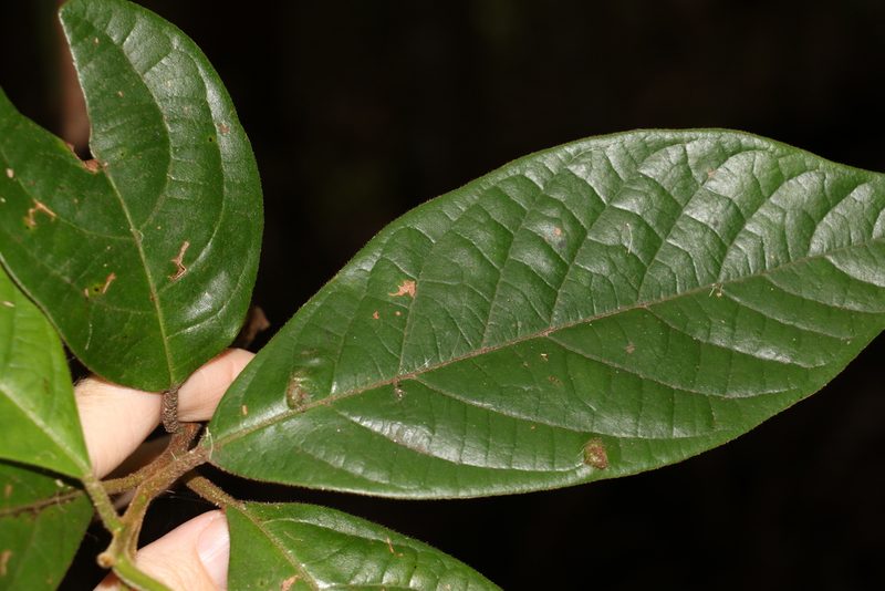 Litsea leefeana, photographed by Greg Tasney