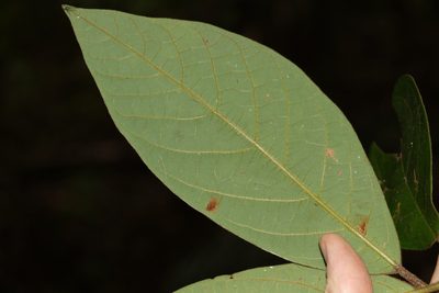 Litsea leefeana, photographed by Greg Tasney