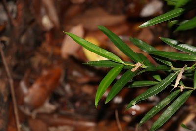 Podocarpus elatus, photographed by Greg Tasney