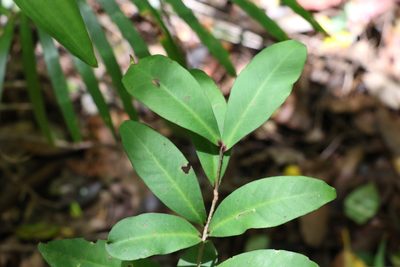 Myrsine subsessilis, photographed by Greg Tasney
