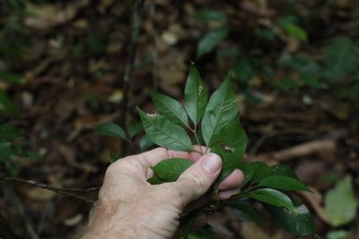 Sarcopteryx stipata, photographed by Greg Tasney