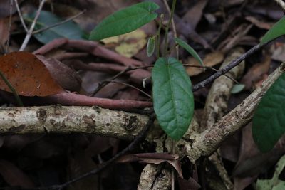 Hypserpa decumbens, photographed by Greg Tasney