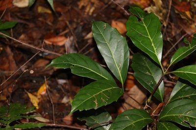 Apocissus sterculiifolia, photographed by Greg Tasney