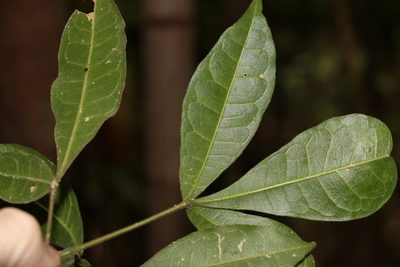 Acronychia pubescens, photographed by Greg Tasney