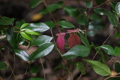 Syzygium luehmannii, photographed by Greg Tasney
