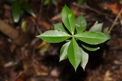 Alyxia magnifolia, photographed by Greg Tasney