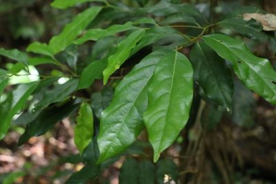 Cryptocarya macdonaldii, photographed by Greg Tasney