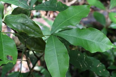 Melicope micrococca, photographed by Greg Tasney
