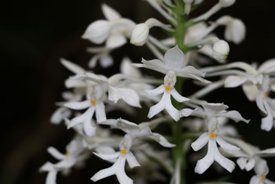 Calanthe triplicata, photographed by Greg Tasney