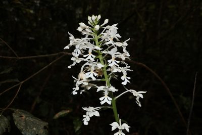Calanthe triplicata, photographed by Greg Tasney
