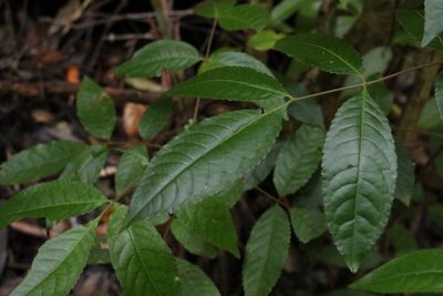 Ackama paniculosa, photographed by Greg Tasney
