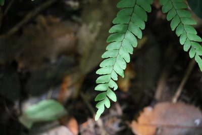 Adiantum silvaticum, photographed by Greg Tasney