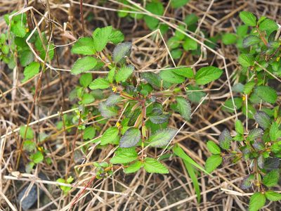 Corchorus aestuans, photographed by 葉子