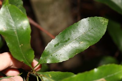 Schizomeria ovata, photographed by Greg Tasney