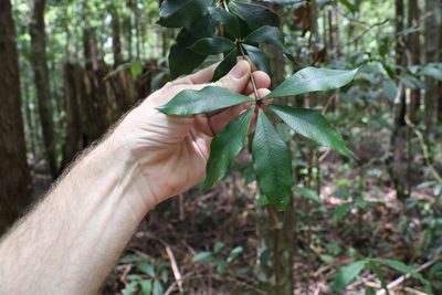 Alyxia magnifolia, photographed by Greg Tasney