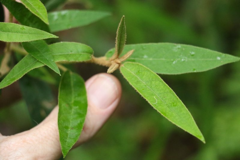Astrotricha umbrosa, photographed by Greg Tasney