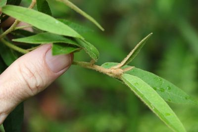 Astrotricha umbrosa, photographed by Greg Tasney