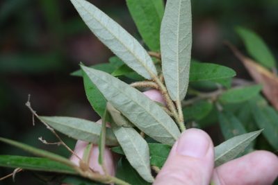 Astrotricha umbrosa, photographed by Greg Tasney