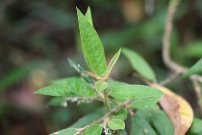 Astrotricha umbrosa, photographed by Greg Tasney