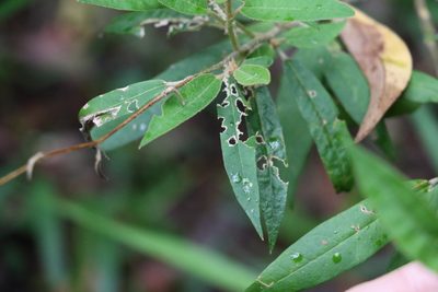 Astrotricha umbrosa, photographed by Greg Tasney