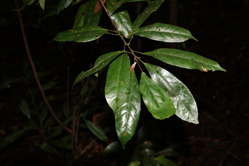 Elaeocarpus eumundi, photographed by Greg Tasney