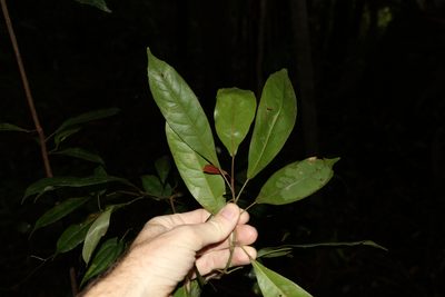 Elaeocarpus eumundi, photographed by Greg Tasney