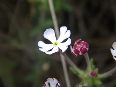 Zaluzianskya capensis, photographed by Tim Kirsten