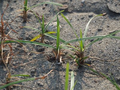 Cyperus rotundus, photographed by 葉子