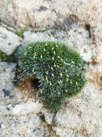 Grimmia orbicularis, photographed by Roland Godon