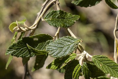 Pomaderris aspera, photographed by Dylan Wishart