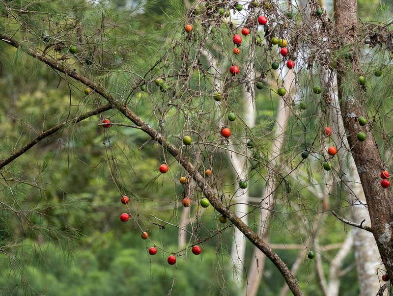 Trichosanthes tricuspidata, photographed by Forest Botial-Jarvis