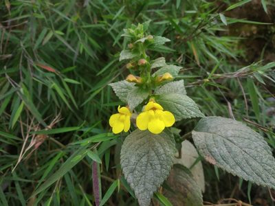 Lindenbergia grandiflora, photographed by S.MORE
