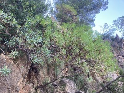 Euphorbia dendroides, photographed by Hill Craddock