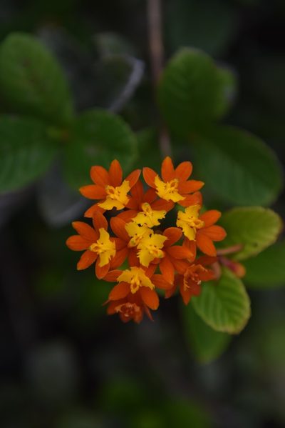 Epidendrum fulgens, photographed by Mario Barroso